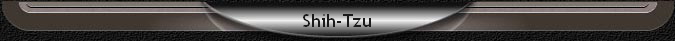 Shih-Tzu