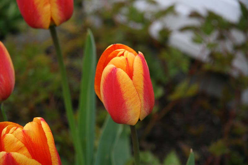 Frhling