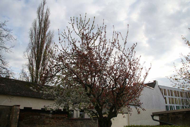 Frhling