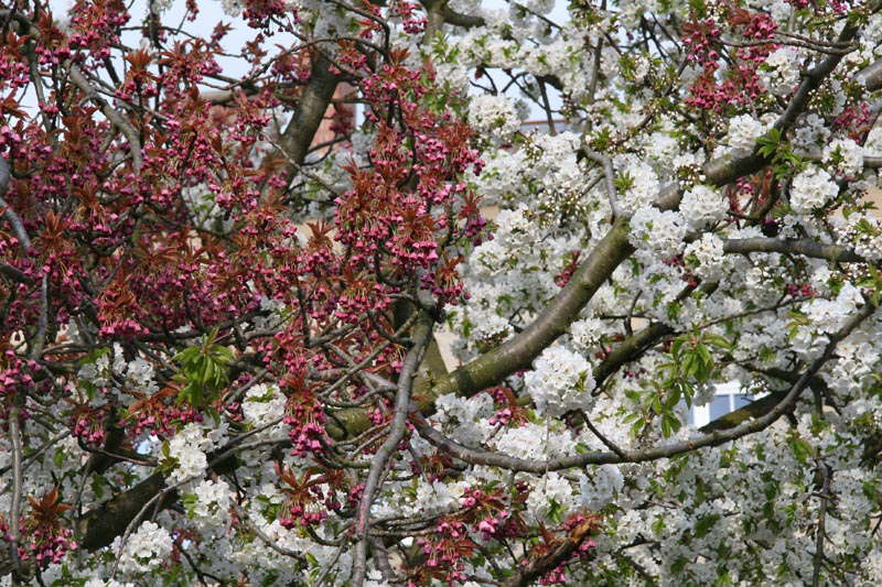 Frhling